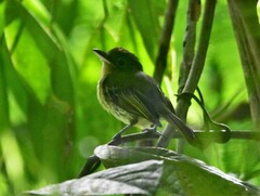 Rhynchocyclus olivaceus