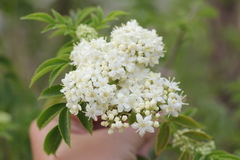 Sambucus australis