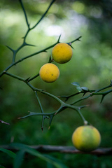 Citrus trifoliata