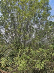 Pittosporum