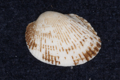 Arcidae