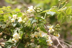 Cardiospermum grandiflorum
