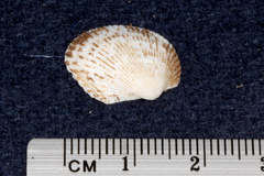 Arcidae