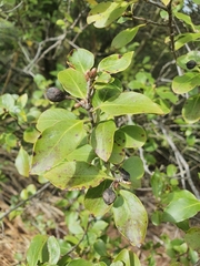 Pittosporum