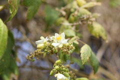 Cardiospermum grandiflorum