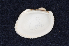 Arcidae