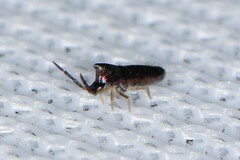 Lepidocyrtus paradoxus