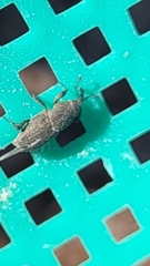 Sitophilus