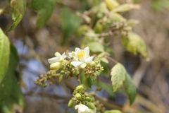 Cardiospermum grandiflorum