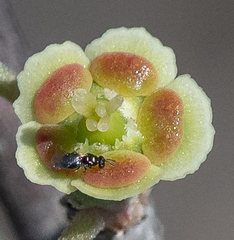 Euphorbia misera