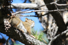 Tamiasciurus fremonti