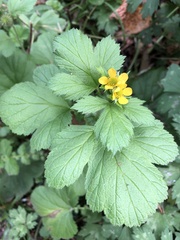 Geum