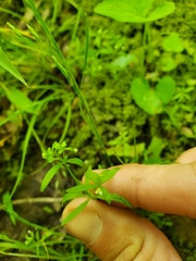 Galium obtusum