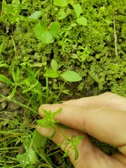 Galium obtusum