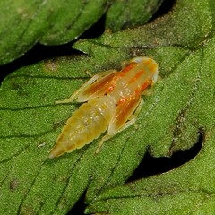 Eupteryx flavoscuta