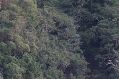 Phalacrocorax sulcirostris