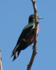 Melanerpes lewis