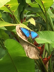 Morpho