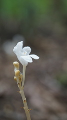 Didymoplexis pallens