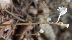 Didymoplexis pallens