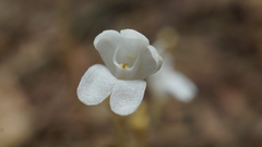 Didymoplexis pallens