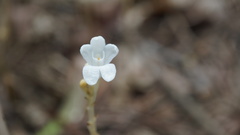 Didymoplexis pallens