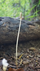 Didymoplexis pallens