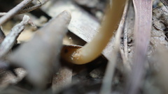 Didymoplexis pallens