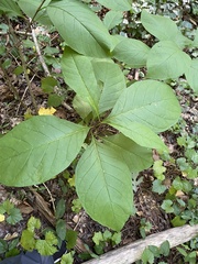 Chionanthus virginicus