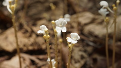 Didymoplexis pallens