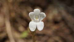 Didymoplexis pallens