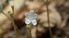 Didymoplexis pallens