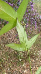 Passiflora suberosa