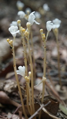 Didymoplexis pallens