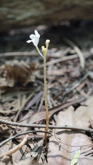 Didymoplexis pallens