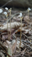 Didymoplexis pallens