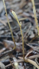 Didymoplexis pallens