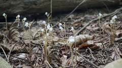 Didymoplexis pallens