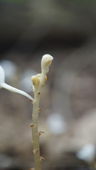 Didymoplexis pallens