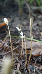 Didymoplexis pallens