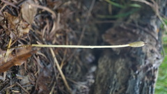 Didymoplexis pallens