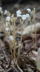 Didymoplexis pallens