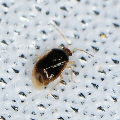 Monalocoris americanus