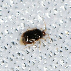 Monalocoris americanus