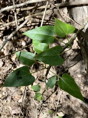 Tinospora smilacina