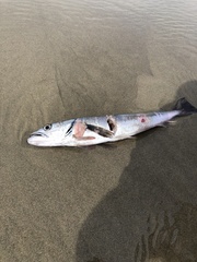 Merluccius productus