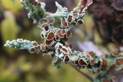 Pseudocyphellaria glabra