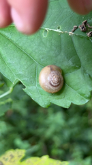 Bradybaena similaris