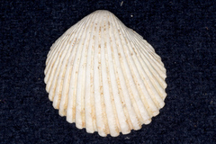 Vasticardium