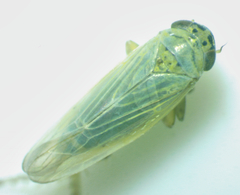 Macrosteles quadrilineatus